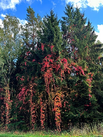 Herbst